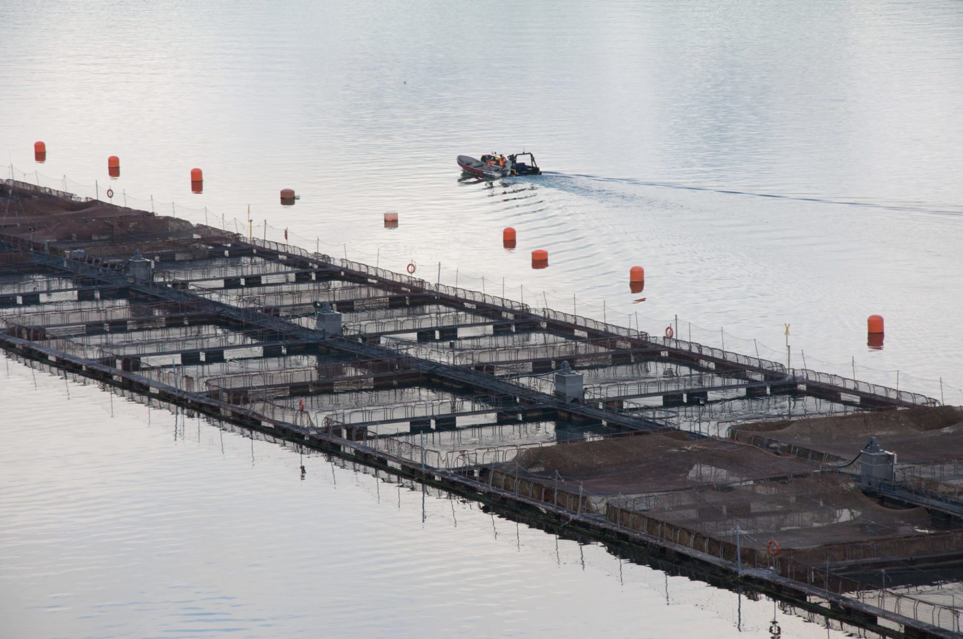Salmon Farming 2