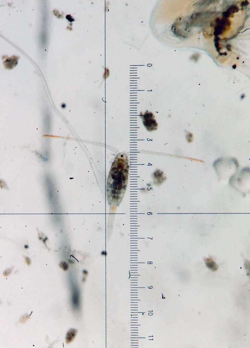 Graves monitored the effects of selenium on a number of species, from fish to invertebrates, such as this copepod. Photo: Stephanie Graves / ELA