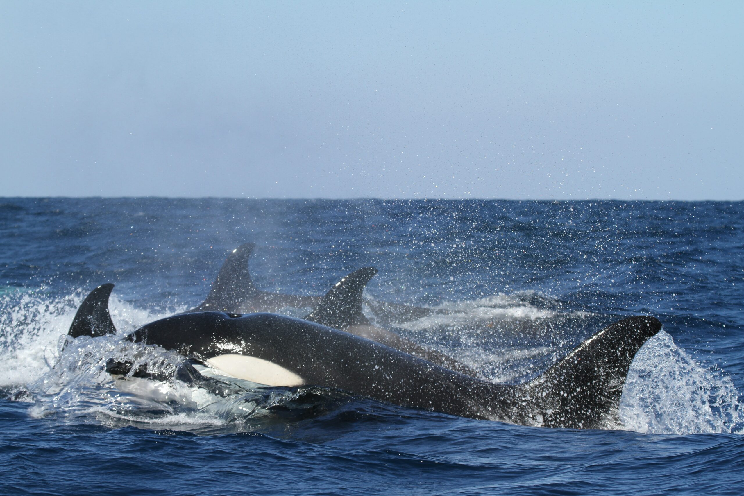 Dorsal fins of four killer whales breach the surface of the ocean