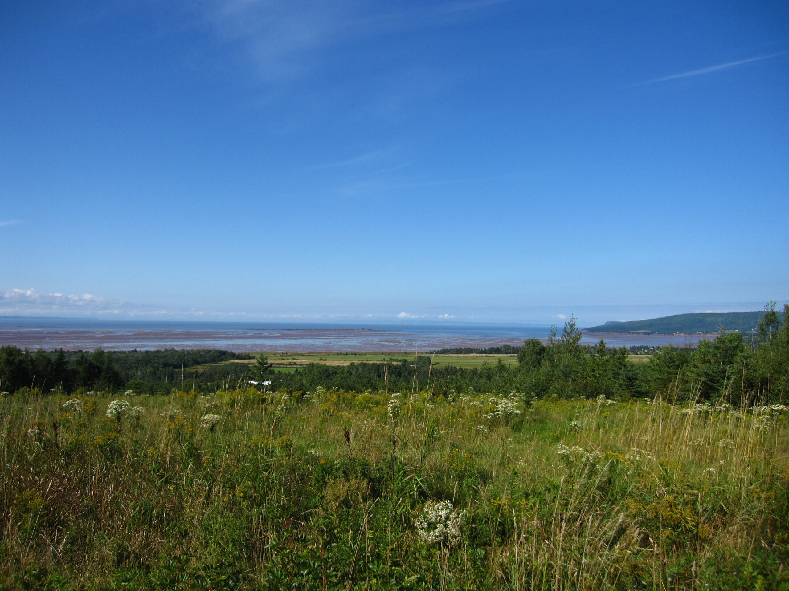 Tall grass and farmfields along the shore of Minas Basin in Nova Scotia's Bay of Fundy