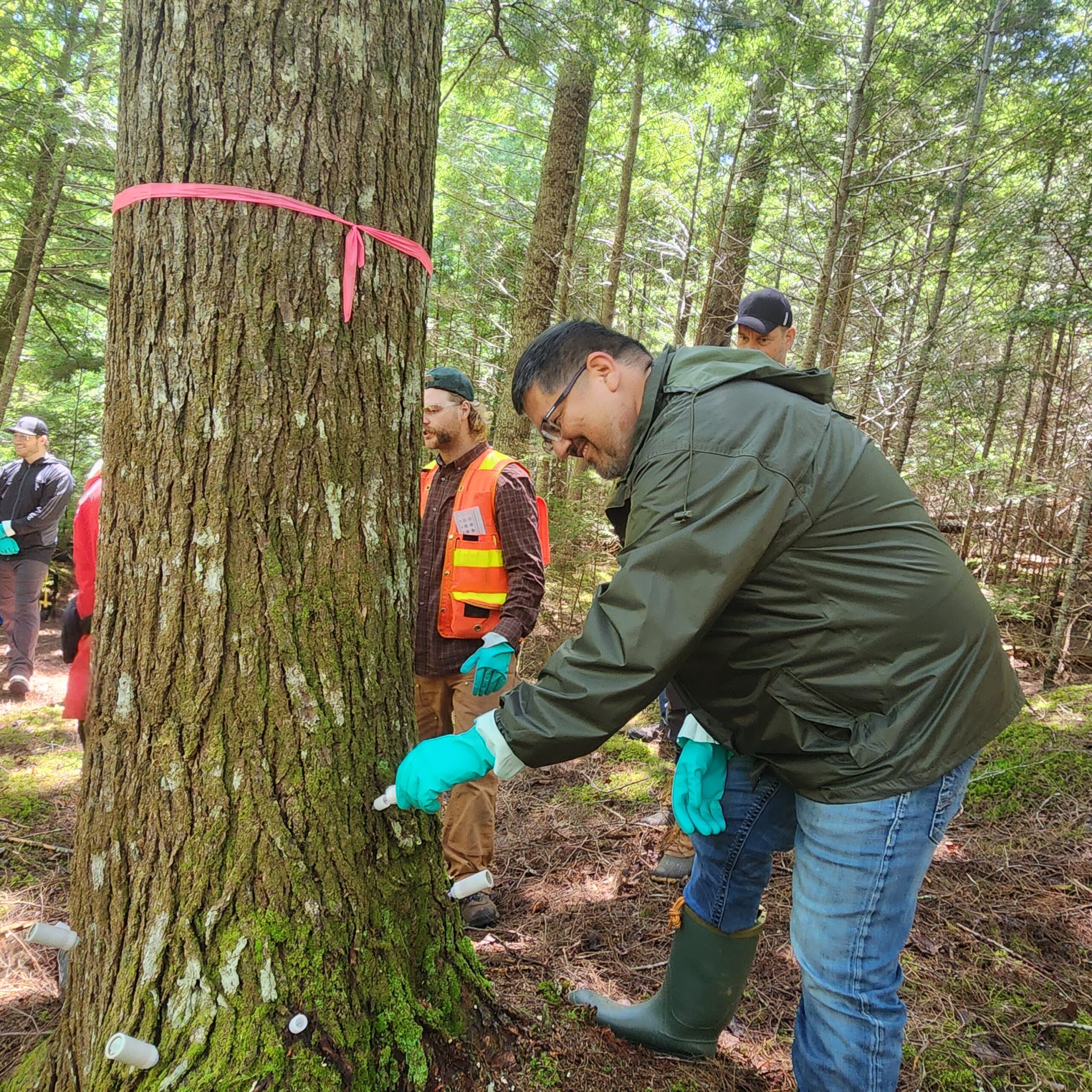 Chris GooGoo inoculates a hemlock tree against the invasive hemlock woolly adelgid, by inserting a canister of insecticide into its trunk