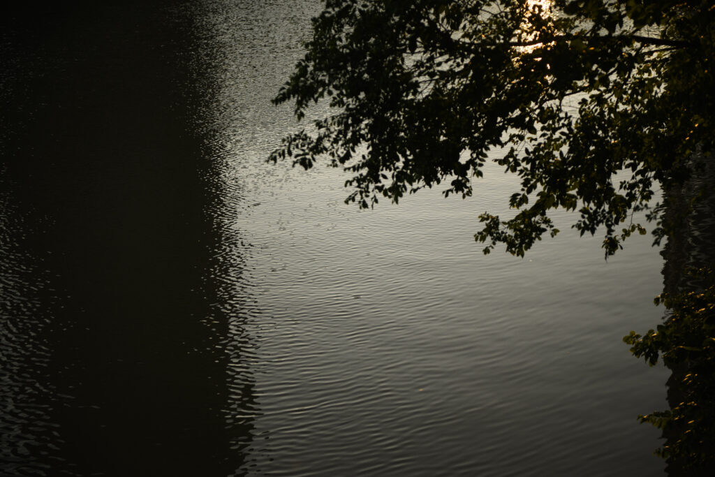 Mimico Creek spill: the limbs of a tree stretch out over dark water