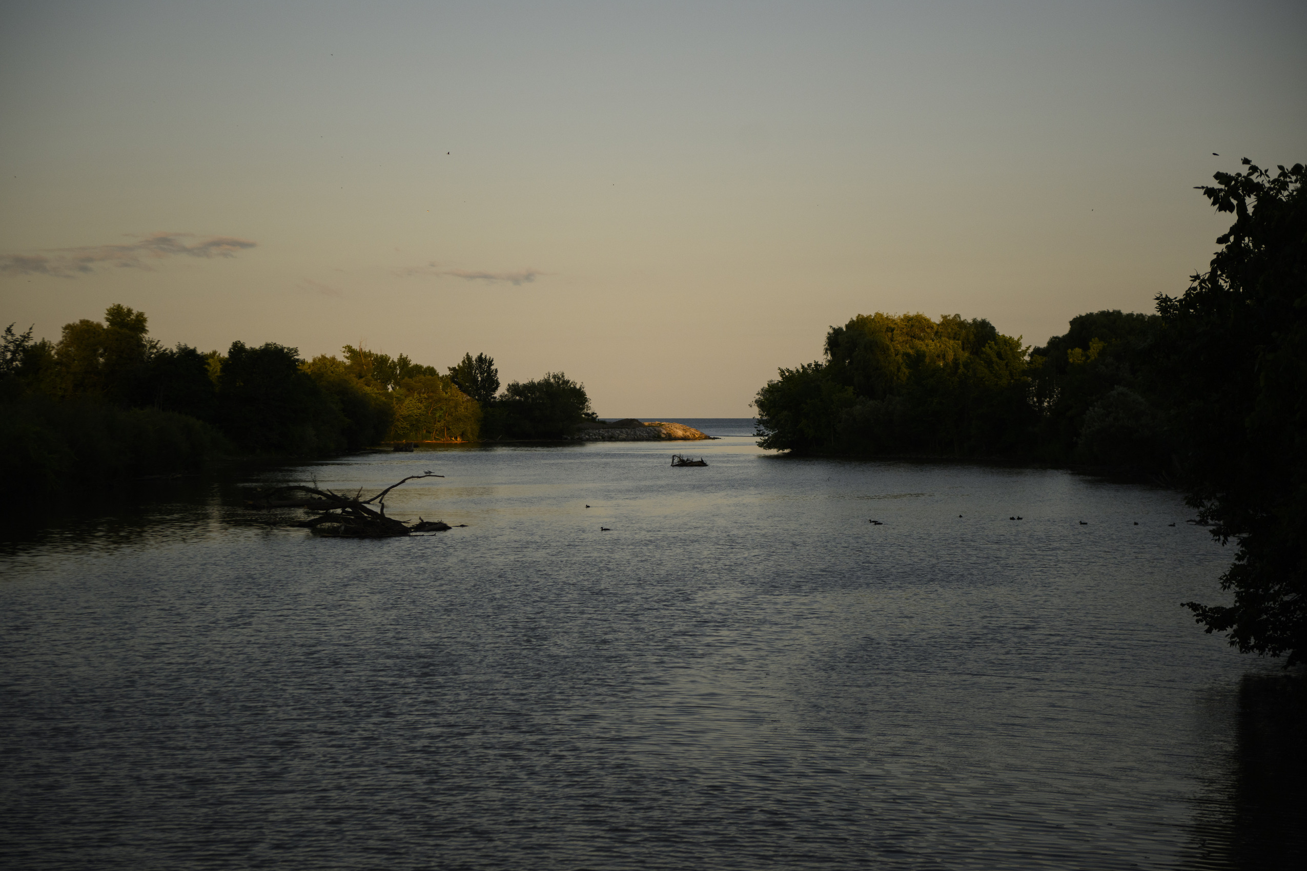 Lush trees lining Mimco Creek at golden hour, with Lake Ontario visible on the horizon