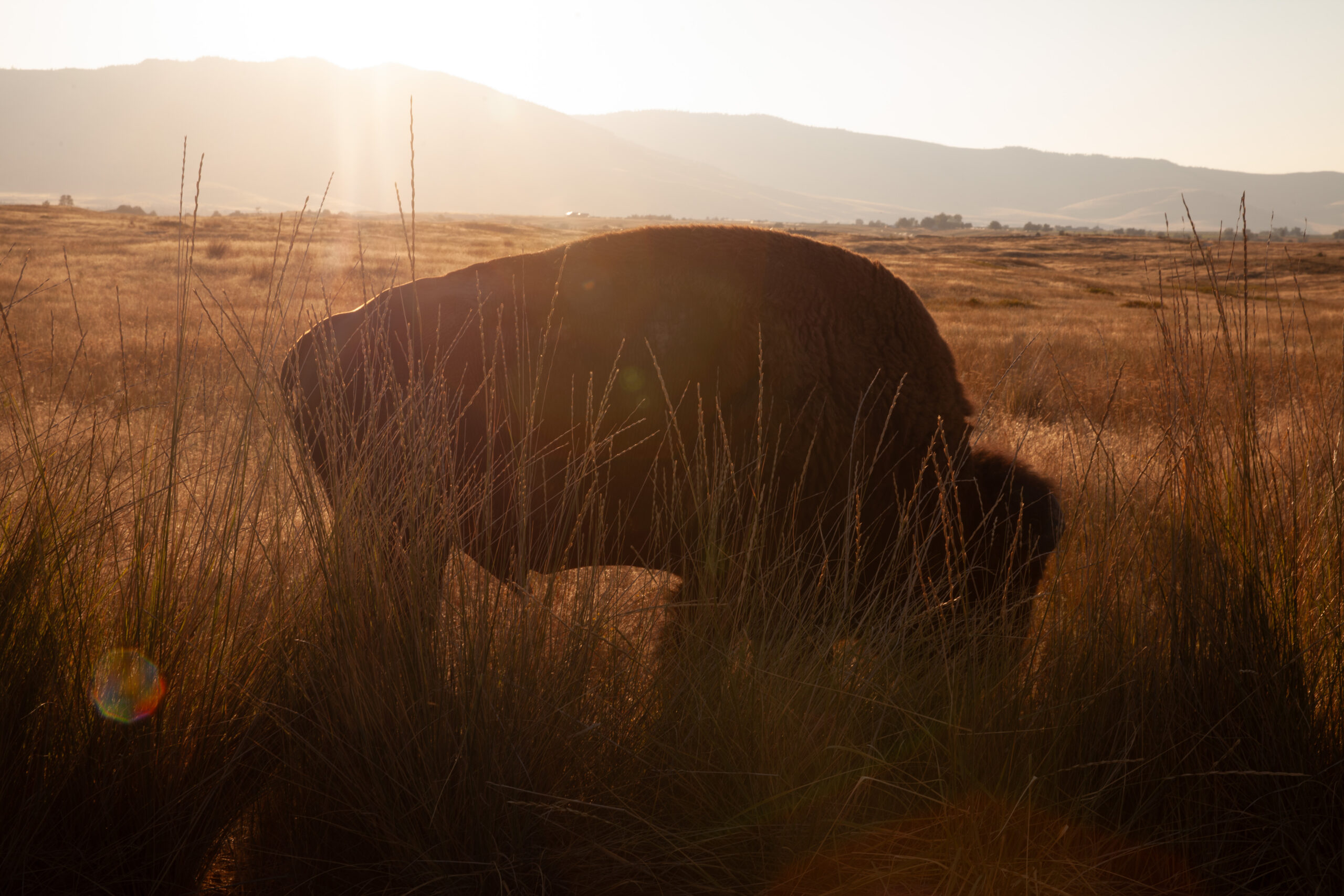 A solitary plains bison grazes peacefully in the golden grasses of the National Bison Range in Montana, identifiable by its smooth rounded hump.