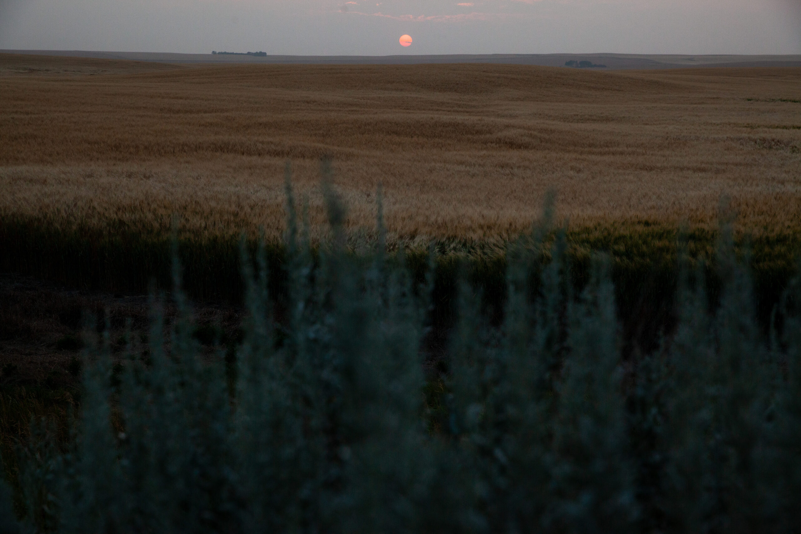 The vast, open spaces and seemingly endless fields of blue stem prairies highlight the subtle relationship between various elements of this ecosystem. Sagebrush, with its silver-gray leaves and aromatic scent, thrives in these prairies not just as a standalone plant but as a vital component of the ecosystem. Prairie grasses, with their diverse species and varying heights, create ground cover and food for animals and support the sagebrush by preventing erosion and maintaining soil health