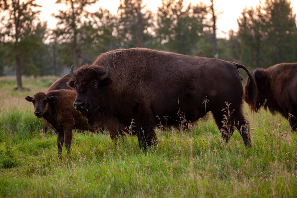 A group of Buffalo take dirt baths and spar in a wallow, creating a cloud of dust in the warm sun