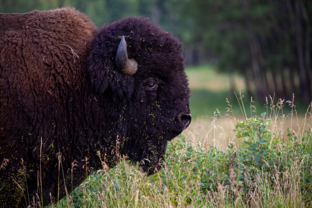 A Buffalo bull stands in a field with a beard full of agrimony seeds.