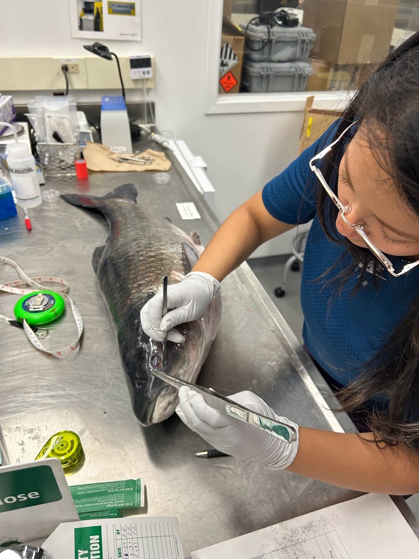 A woman wearing latex gloves takes a tissue sample from a grass carp, laid out on a steel countertop