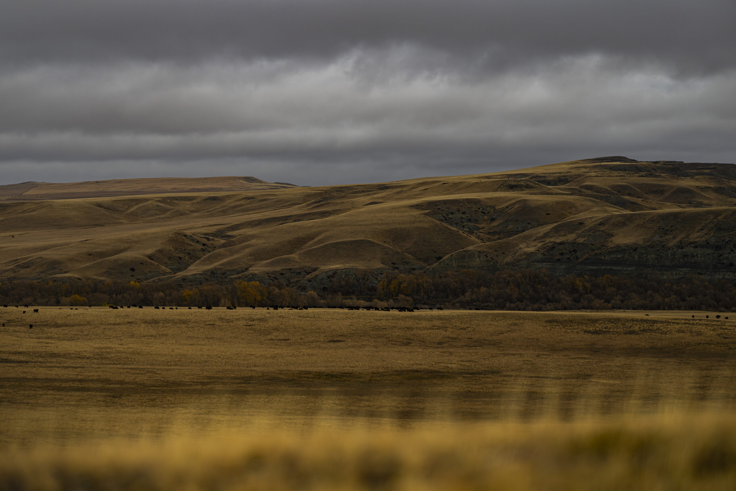 Golden-hued hillsides in the Blackfeet reservation in Montana with a herd of bison visible in the distance