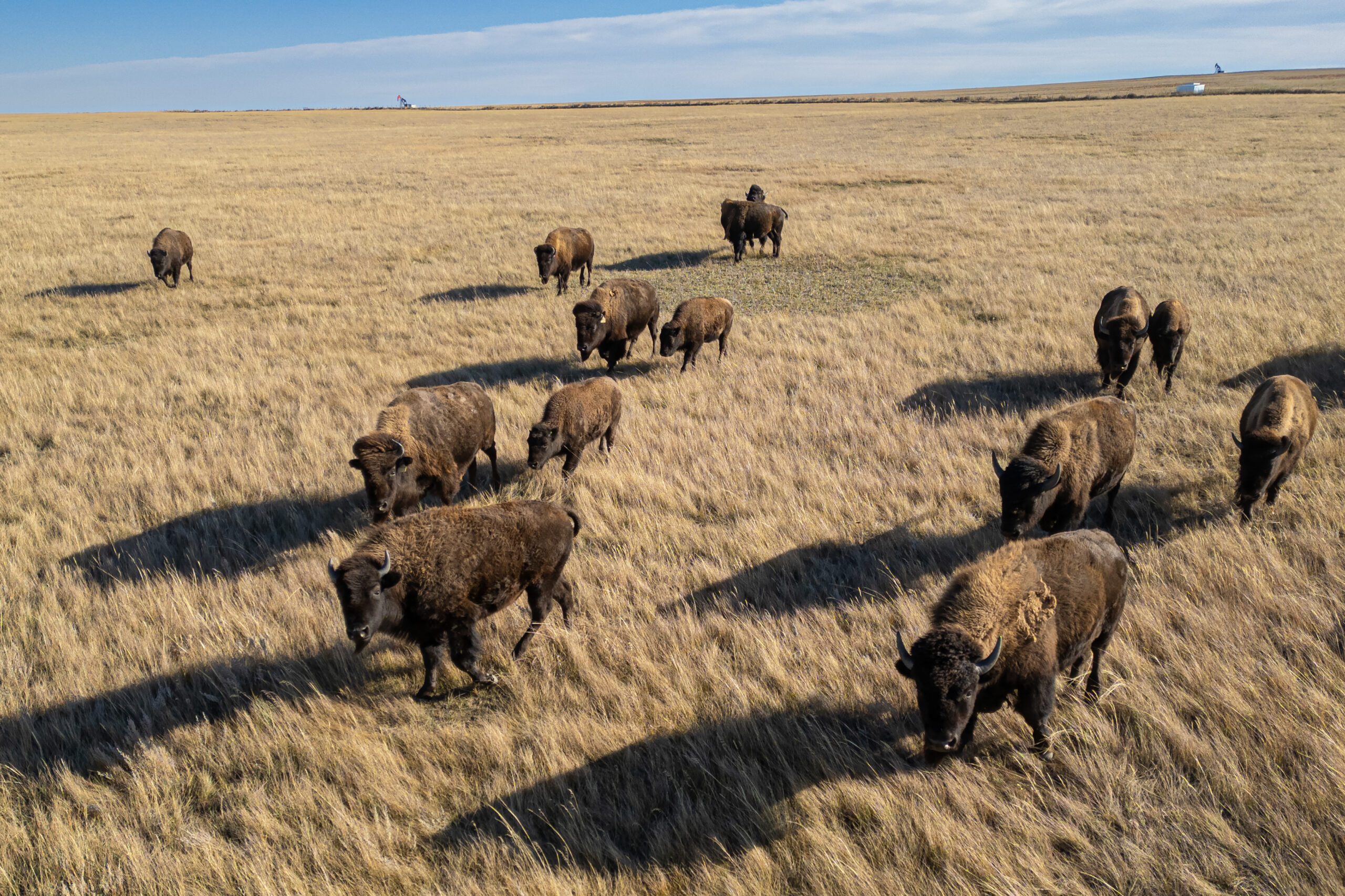 a herd of bison on a field of late fall grasses