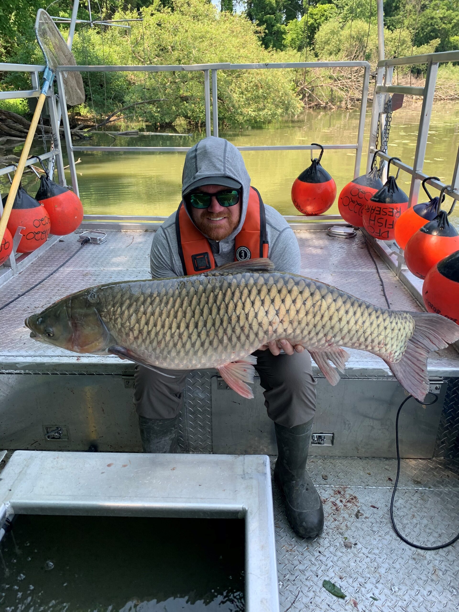 A man in a grey hoodie with an orange life jacket on sits in a boat holding a massive grass carp