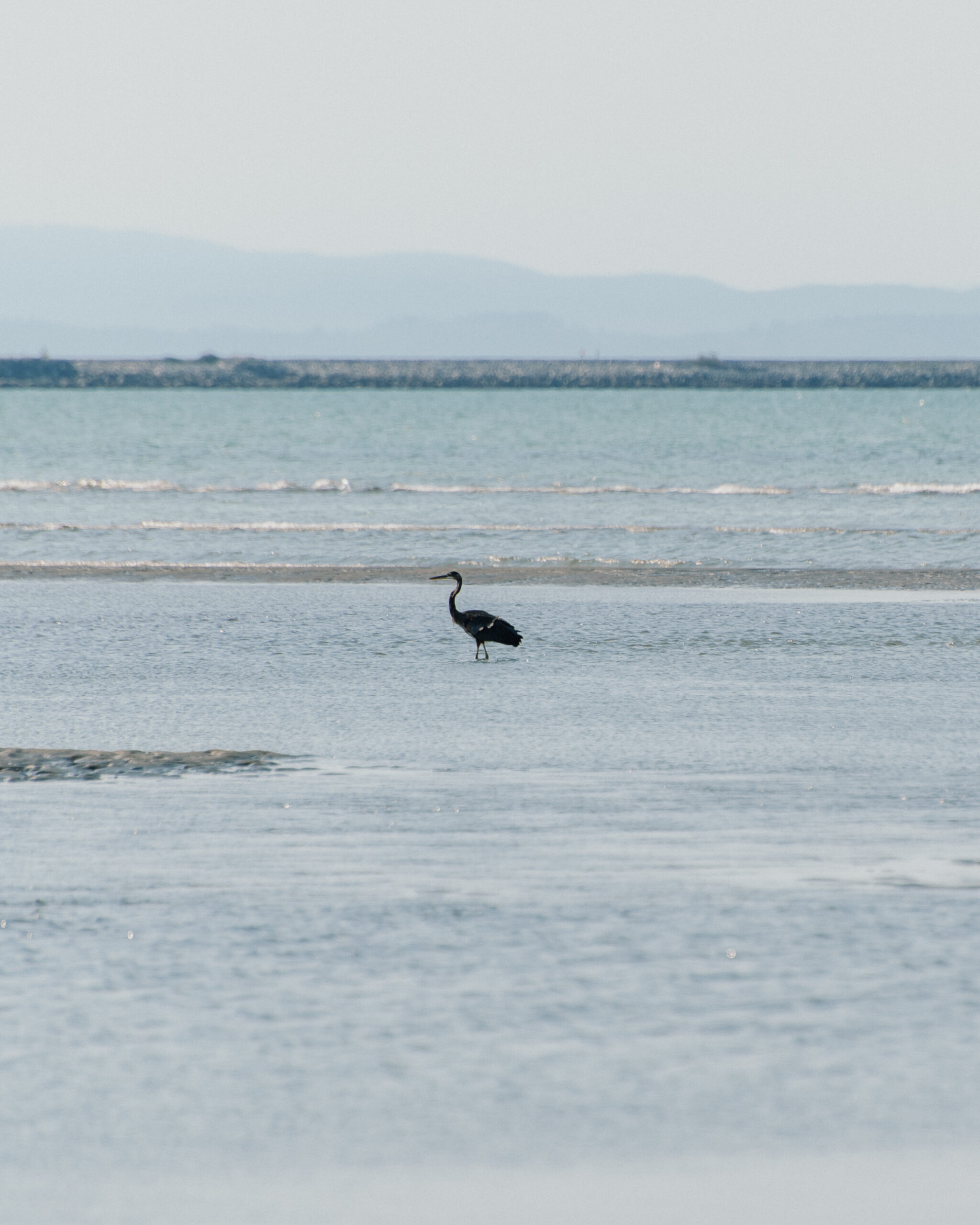 In the Fraser estuary, a heron stands in profile knee deep in the water, dark against crisp white-blue water which is shallow and calm. Pale blue mountains are visible in the background under a blue-white hazy sky
